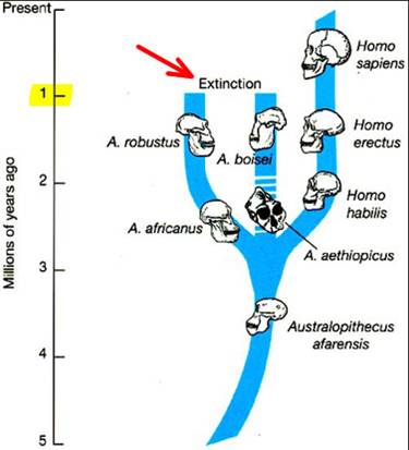 human evolution diagram showing chronology of Homo habilus to Homo erectus to Homo sapiens.