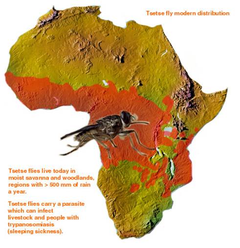 Map of Africa showing the equitorial region where the tsetse fly lives.