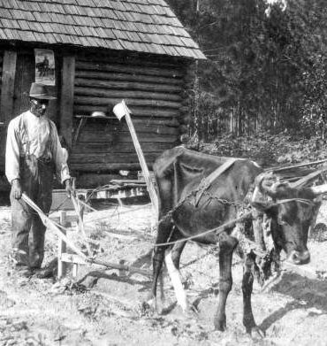 African American man plowing with an ox.