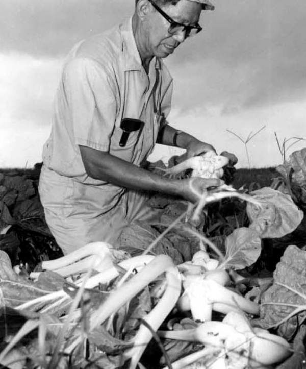 Bok choy harvest in 1970